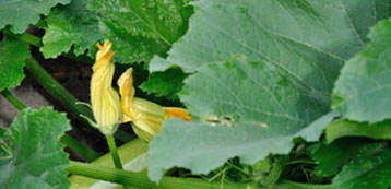 squash plant